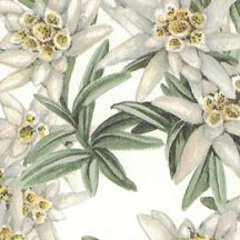 Edelweiss Floral Print Italian Paper ~ Tassotti